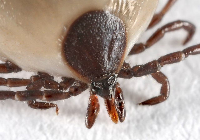 2. Prevent Parasites_Deer Tick